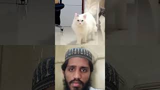 Turkish angora cute cat#cat #catlover #cutecat #pets #cute #funny #animal #catvideos #قطط_جميله