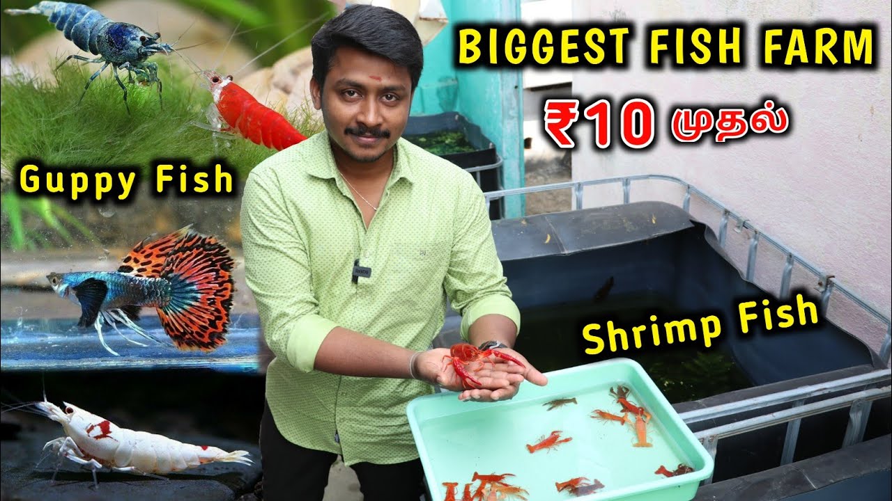 Biggest Fish Farm... | ரூ.10 முதல் Guppy,Shrimp | Vino Vlogs
