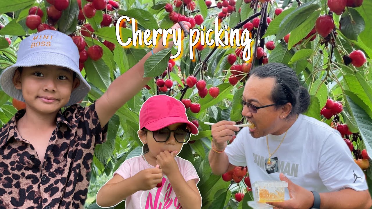 Red Barn Fruit Farm Cherry picking Orchard In Arkona Ontario YouTube red-barn-fruit-farm-cherry-picking-orchard-in-arkona-ontario-youtube