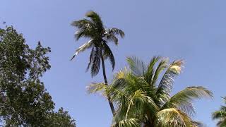 Cocos nucifera Nawasi Palm