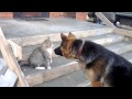 Немецкая овчарка и кот. Ссора. | German shepherd and cat. The quarrel.