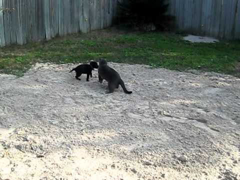 Battle of the Sand pit.AVI