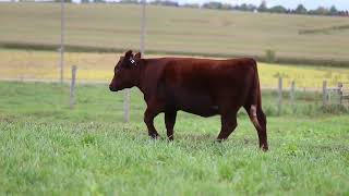 Lot 10 - F/C DIVA PR 4118