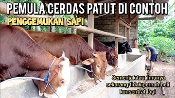 Penggemukan sapi pemula pakan bikin sendiri patut di contoh