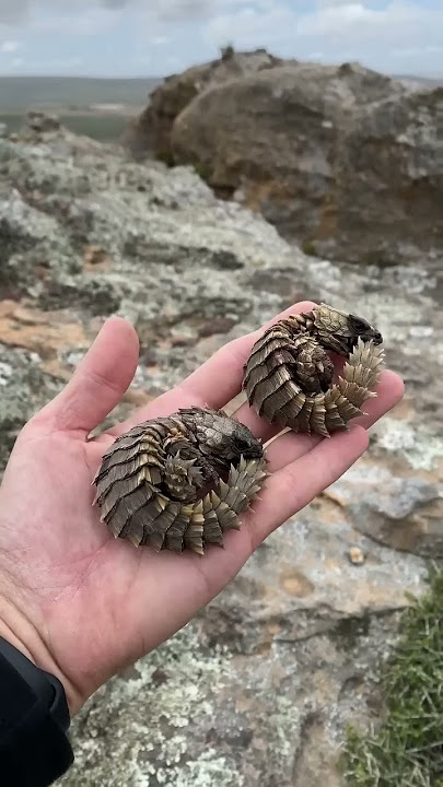 Found some real life dragons! #shorts