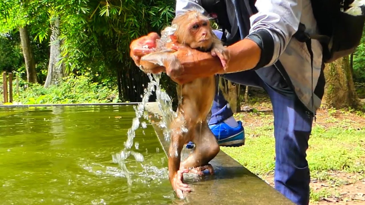 Brother Yat helps feed rice and milk which helps bathe and cleanse the body abandoned monkey Baila