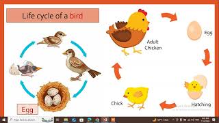 Animals' life cycles 2nd grade