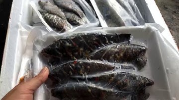 Địa chỉ mua cá sặc trứng giá sỉ, bao đẹp