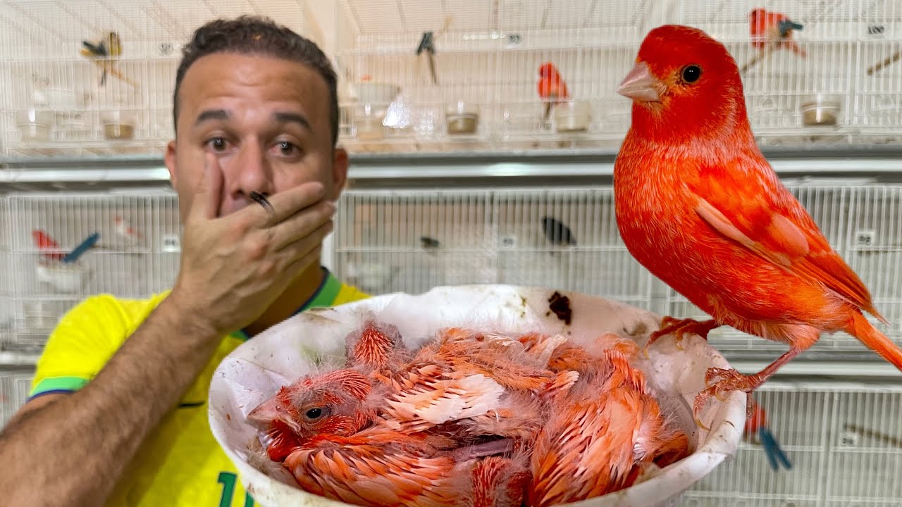 FILHOTES MORRENDO pois as FÊMEAS não tratam. Como resolver?