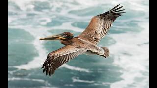 EARTH WEEK: Pelican Portrait Party: Draw Along with Gaviota State Park