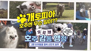 개토피아 호주에서는 무슨 일이?