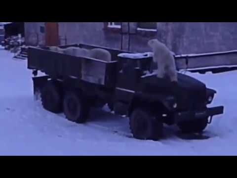 Медведь шатун машина