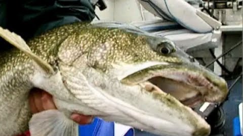 Sight-Fishing Trophies at the 60th Parallel, Part 3