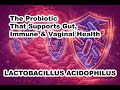 LACTOBACILLUS ACIDOPHILUS – The Probiotic That Supports Gut, Immune & Vaginal Health