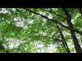 [10 Hours] Sunny Spring Trees #1 - Video &amp; Soundscape [1080HD] SlowTV