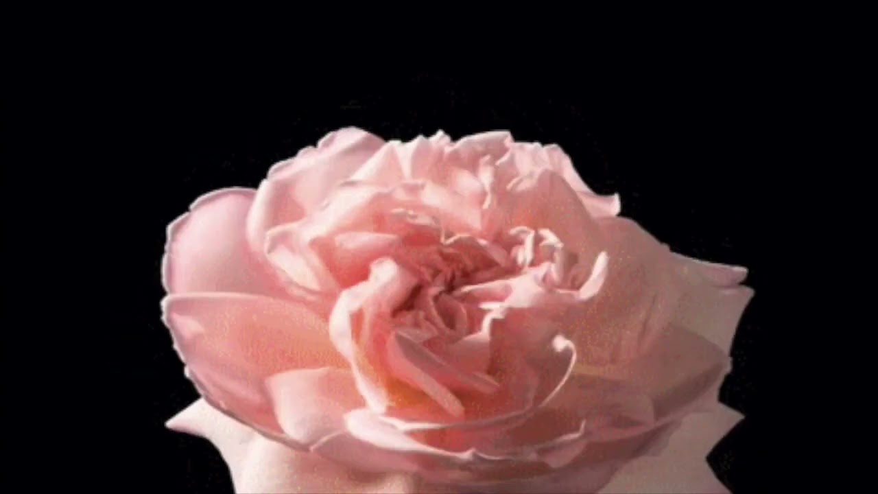 Nirvana - In Bloom (slowed + reverb)