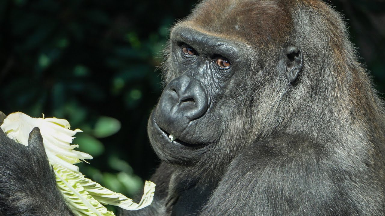 Momoko enjoys crunchy cabbage. Gorillas have beautiful eyes. #3/5 UENO ZOO 上野動物園ゴリラ（0189）
