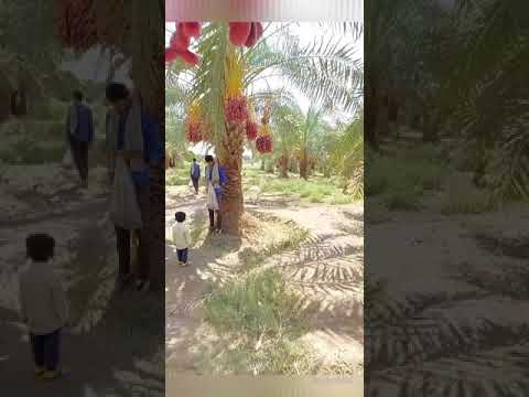 خرما مضافتى نخلة