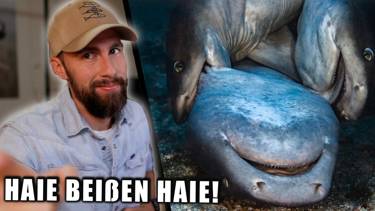 HAIE beißen HAIE - besondere Fotos aus dem Tierreich | Robert Marc Lehmann