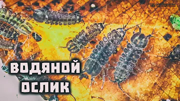 Водяной ослик в природе и в аквариуме. // Clever Cricket