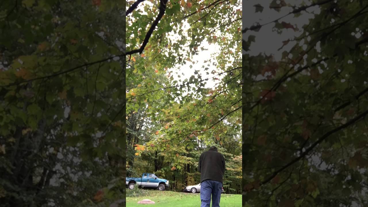 Permar Snakewood 1940