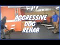 Aggressive dog Rehab