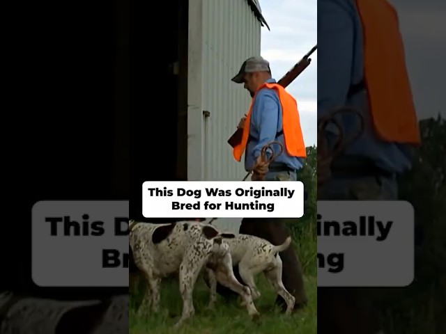 This Dog was Bred for Hunting  #dogbreed