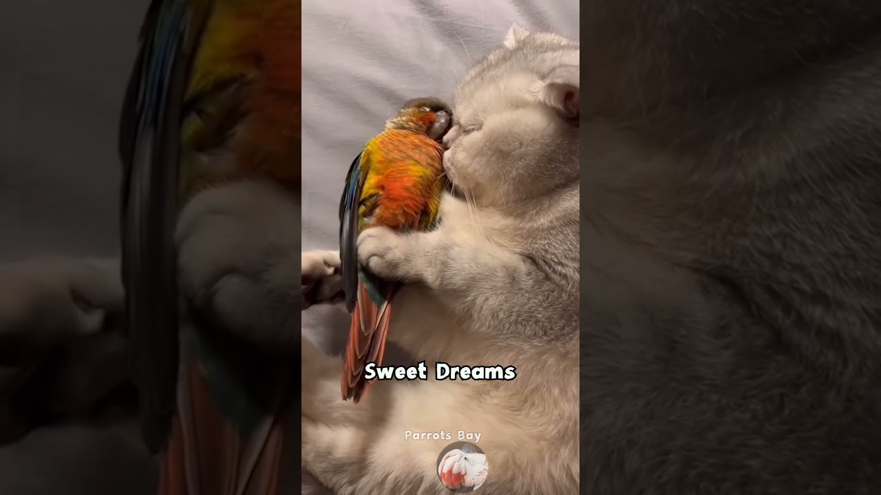 Parrots Sleeping Habits 💤🦜🌙