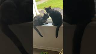 Cats be cats #diy #funny #cats #cat #shorts #youtubeshorts