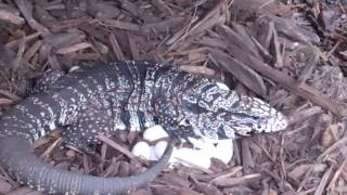 Chacocoan Whitehead Tegu Eggs