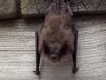 Little Brown Bat stretches and yawns before taking a nap.