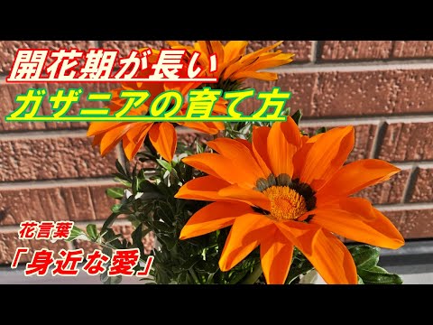 花】ガザニアの育て方・植え付け - YouTube