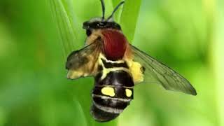 Orhideja Zavodjenje Kukca Izgledom