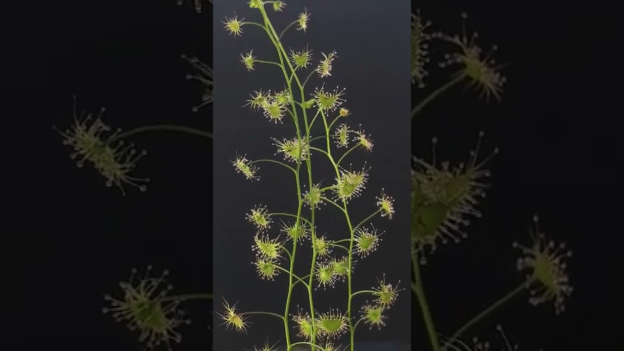 Drosera peltata หญ้าไฟตะกาด หรือปัดน้ำ