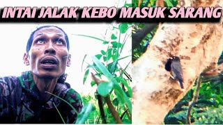 Download Lagu TANDA SUDAH ADA ANAKNYA‼️JALAK KEBO KELUAR MASUK SARANG ‼️ MP3