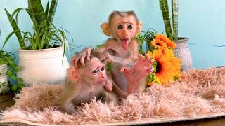 Two Funny Baby Monkeys Making Silly Faces and Playing Together on a Soft Cozy Carpet 🐵💖 screenshot 5