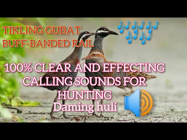 TIKLING GUBAT  TUKLING CALL SOUND FOR HUNTING | BUFF-BANDED RAIL class=