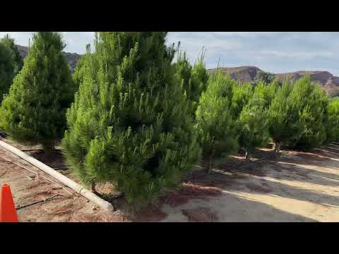 Christmas tree farm @irvine CA