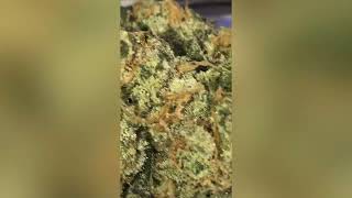 Animal Mint Cake Strain Review (Smk Brk 420)