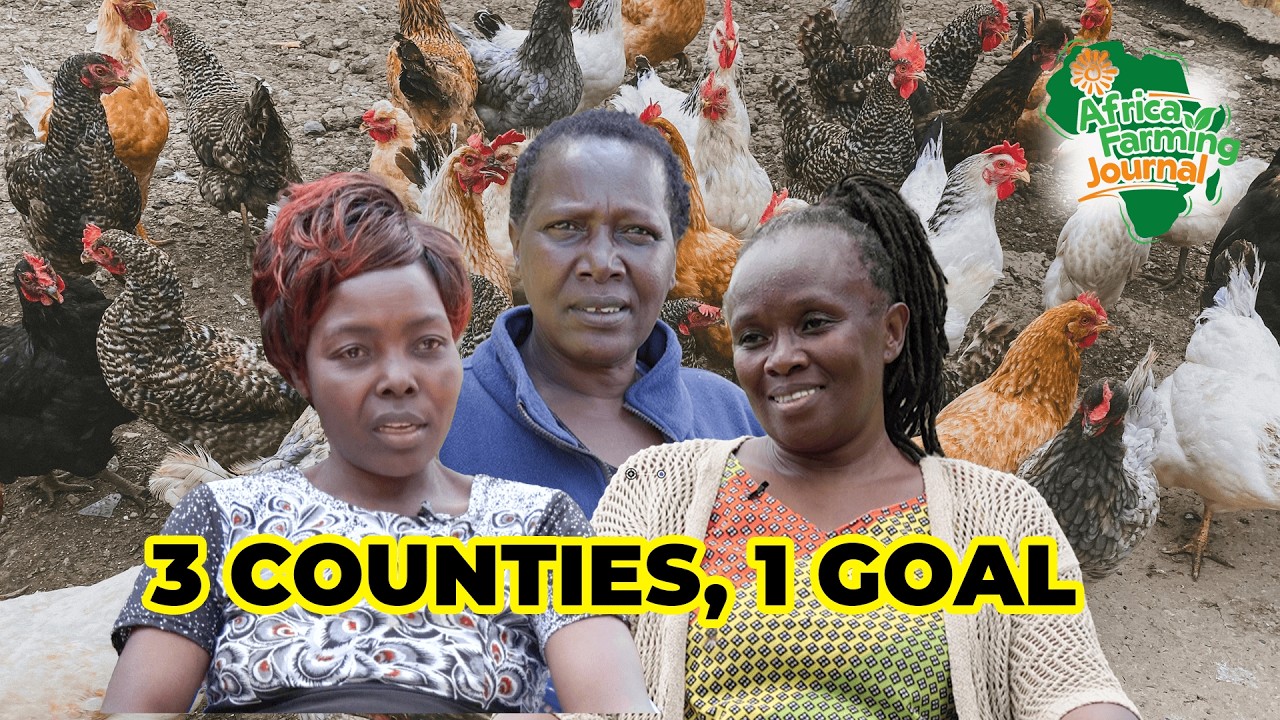 SECRETS to HIGHER PROFITS: Improved Kienyeji Chicken Farming in Kenya ...