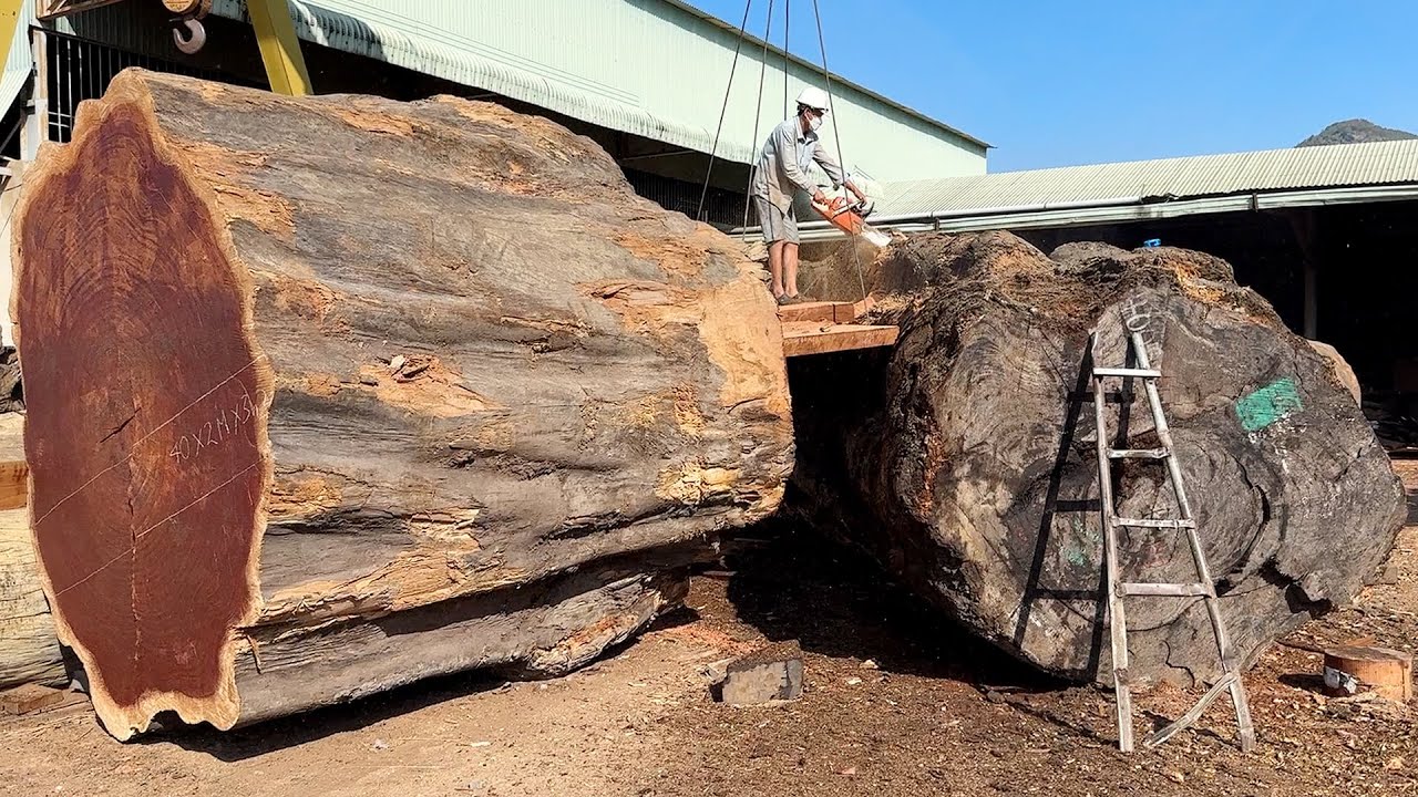 Wood Cutting Skills // The Terrifying sSecret Inside A Mahogany Tree Found In The Sahara Desert