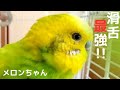 【滑舌最強のインコがこちら】おしゃべりインコメロンちゃん