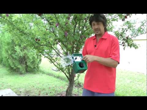 Evitar daños por pájaros en cultivos frutales en Argentina