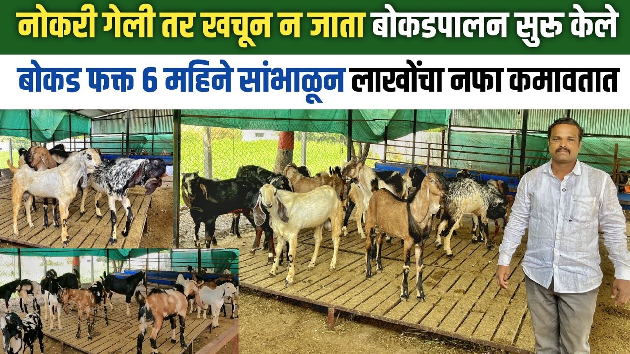 बोकड खरेदी करून ईदसाठी तयार करण्याच्या व्यावसायातून कमावताता लाखोंचा नफा | Bokad palan Goat farm