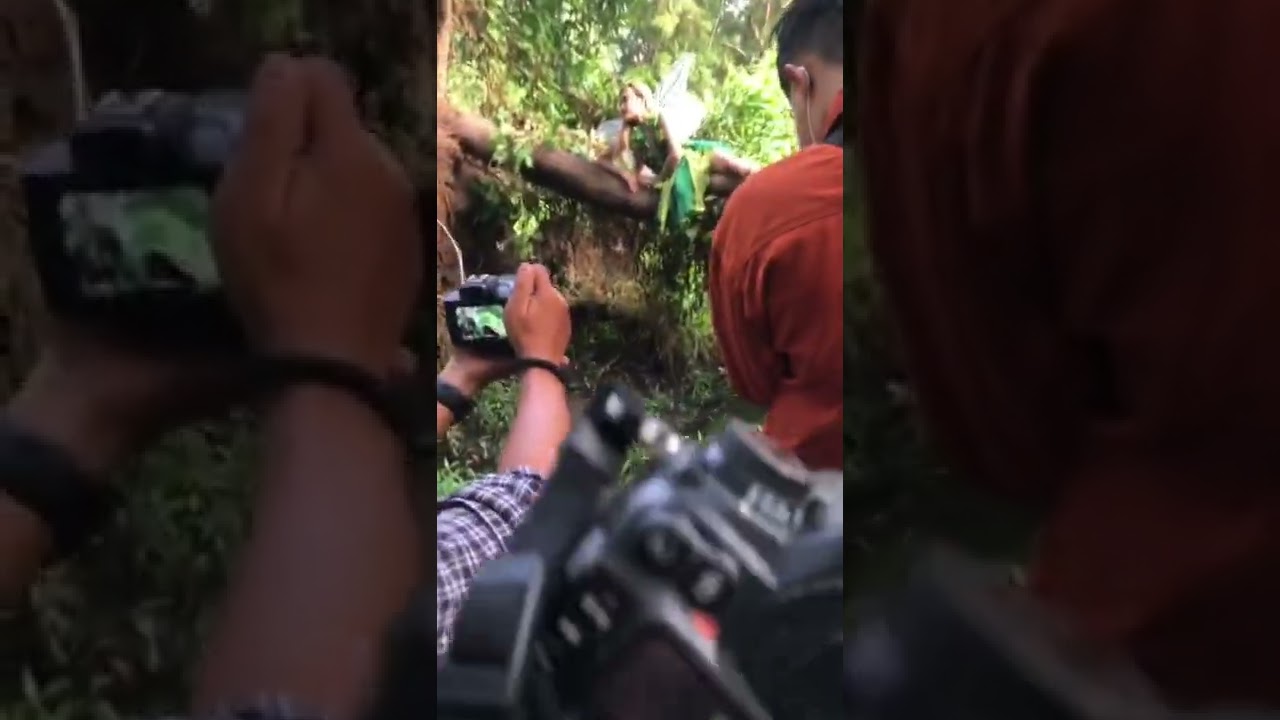 Green fairy shooting. 