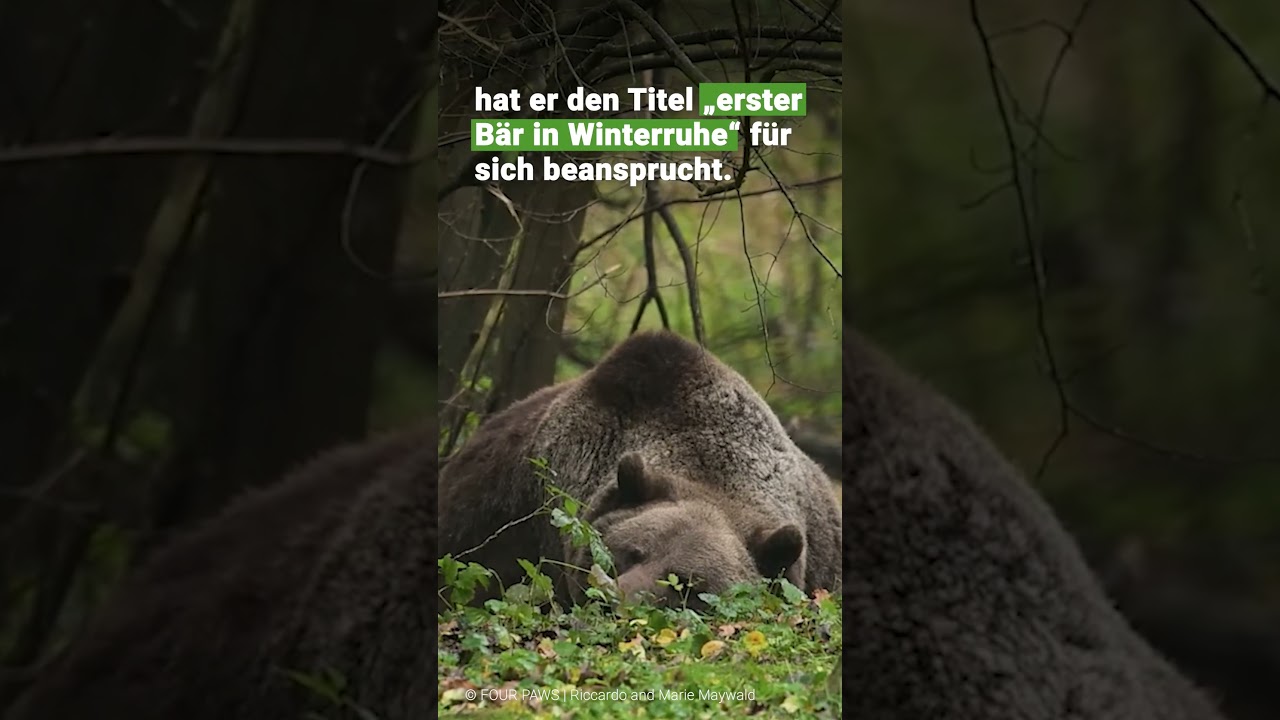 Michal h&auml;lt Winterruhe 🐻💤  | VIER PFOTEN