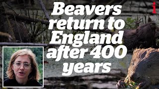 Wild Beavers in the UK: How reintroduction is improving wildlife after 400 years | documentary Net Worth