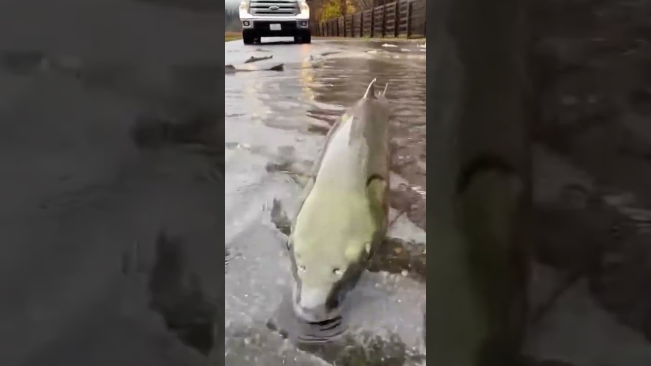 Ep. 322: Rainy Season Fishing - Catching Fish After Heavy | 