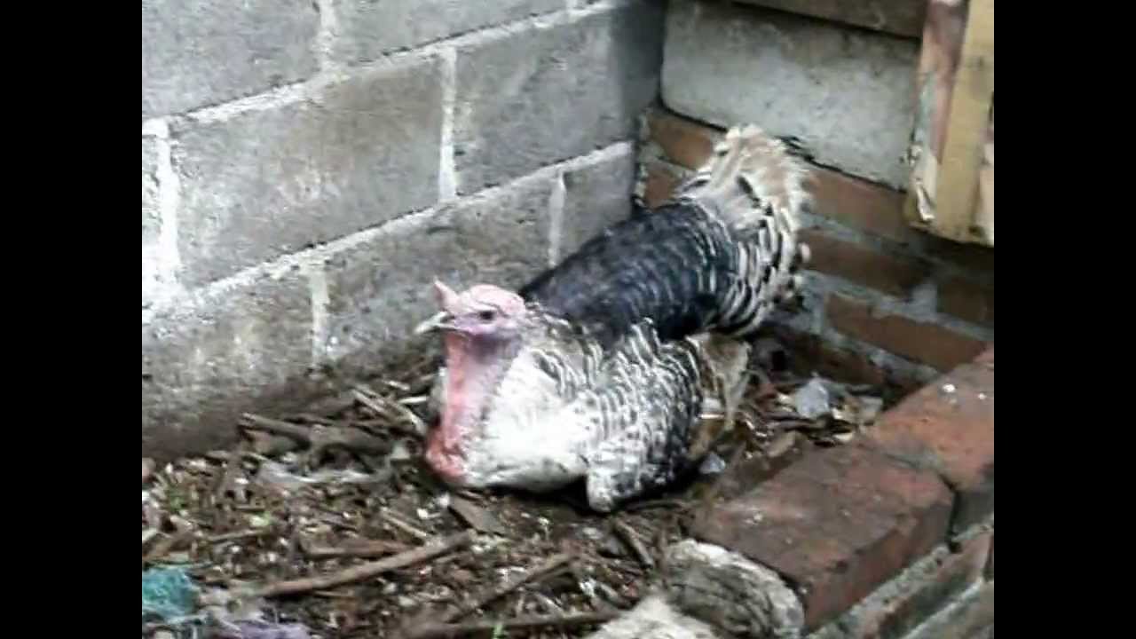 Cuantos Huevos Pone Una Gallina De Guinea
