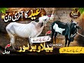 Beautiful bulls Last day of coming for Eid #AB Taxila TV